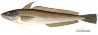 Image of: Urophycis tenuis (mud hake)