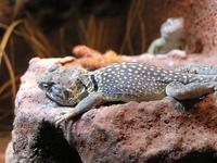 Crotaphytus collaris - Collared Lizard