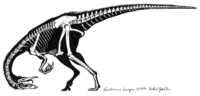 Garudimimus