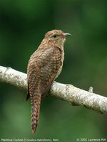 Plaintive Cuckoo - Cacomantis merulinus