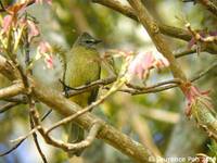 Flavescent Bulbul - Pycnonotus flavescens