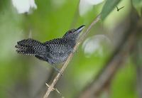 Fasciated Antshrike (Cymbilaimus lineatus) photo