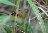 Dusky Antbird (Cercomacra tyrannina) photo