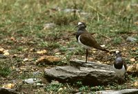 Black-winged Lapwing - Vanellus melanopterus