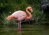 American Flamingo (Phoenicopterus roseus) photo