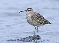 Whimbrel (Numenius phaeopus) photo