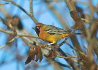 Streak-backed Oriole (Icterus pustulatus) photo