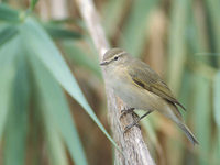 Chiffchaff (Phylloscopus collybita) photo