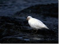 Snowy Sheathbill - Chionis alba