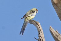 Yellow Rosella - Platycercus flaveolus