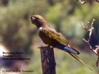 Burrowing Parrot - Cyanoliseus patagonus