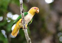 White-bellied Parrot - Pionites leucogaster