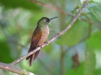 Fawn-breasted Brilliant - Heliodoxa rubinoides