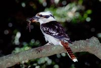 Laughing Kookaburra - Dacelo novaeguineae