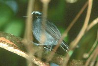 White-browed Antbird - Myrmoborus leucophrys