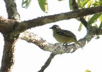 White-lored Tyrannulet - Ornithion inerme