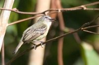 White-lored Tyrannulet - Ornithion inerme