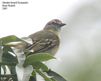 Slender-footed Tyrannulet - Zimmerius gracilipes