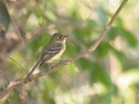 Pacific-slope Flycatcher - Empidonax difficilis