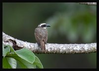 Boat-billed Flycatcher - Megarynchus pitangua