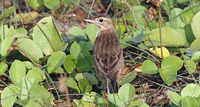 Richard's Pipit - Anthus richardi