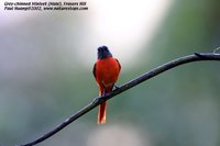 Gray-chinned Minivet - Pericrocotus solaris