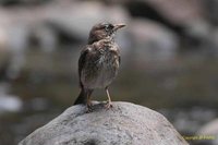 Pearly-eyed Thrasher - Margarops fuscatus