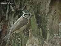 Crested Tit - Lophophanes cristatus