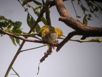 Lowland White-eye - Zosterops meyeni