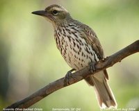 Olive-backed Oriole - Oriolus sagittatus