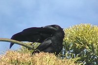 Cuban Crow - Corvus nasicus