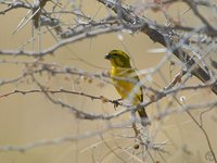 Yellow Canary - Serinus flaviventris