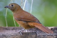 Ruby-crowned Tanager - Tachyphonus coronatus