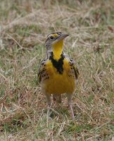 Western Meadowlark - Sturnella neglecta