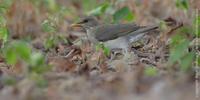 African Thrush, Turdus pelios