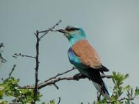 European Roller ?? Rene Dumoulin