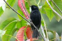 Carbonero - Black Flower-piercer