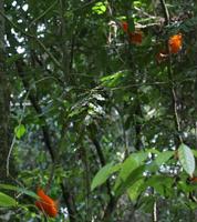 Guianan Cock-of-the-rock