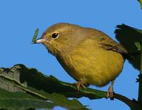 Orangecrowned Warbler