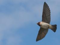 Cliff Swallows