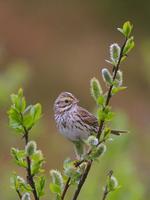 Savannah Sparrow