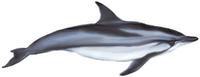 Blau-Weisser Delfin (Stenella coeruleoalba) Striped dolphin