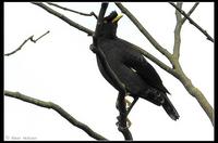 Crested Myna, Ho Chung Valley, N.t., Hong Kong.