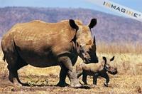 White Rhinoceros mother and calf (Ceratotherium simum) photo