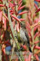 Sundbird , Yellow tufted Malachite Sunbird ( Nektarinia famosa ) , Namibia , Africa stock photo