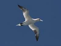 Gannet, Northern