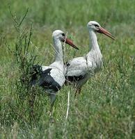 White Stork p.26