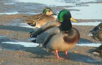 Baikal Teal Anas formosa 가창오리