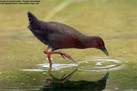 Ruddy-breasted Crake Porzana fusca, Punggol Grasslands, Singapore - 2005 © Paul Huang