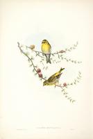 Richter after Gould Serin Finch (Serinus hortulanus)